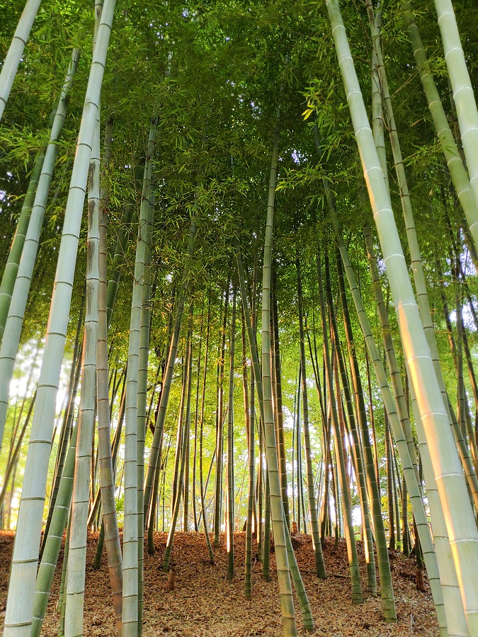 秋の竹藪