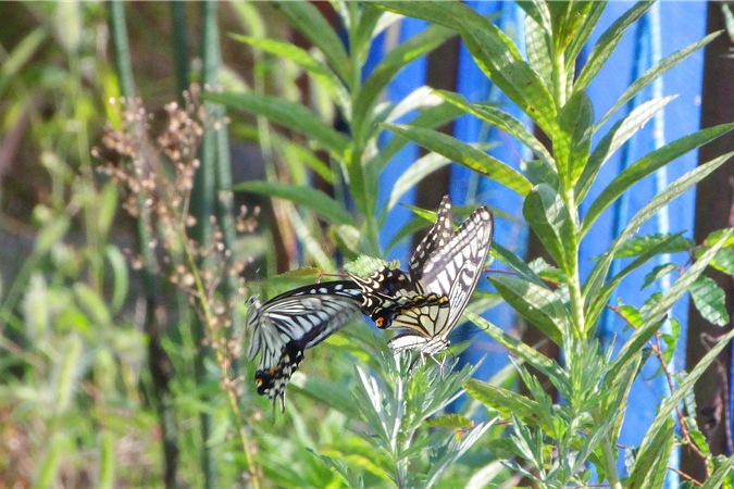 踊る２羽のアゲハ蝶