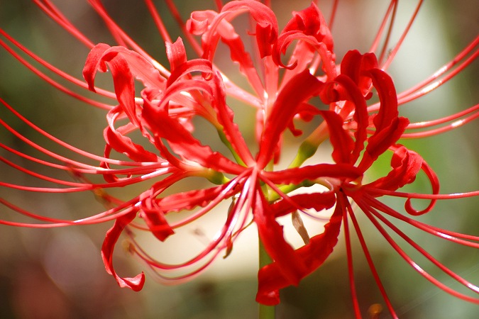 彼岸花のアップショット