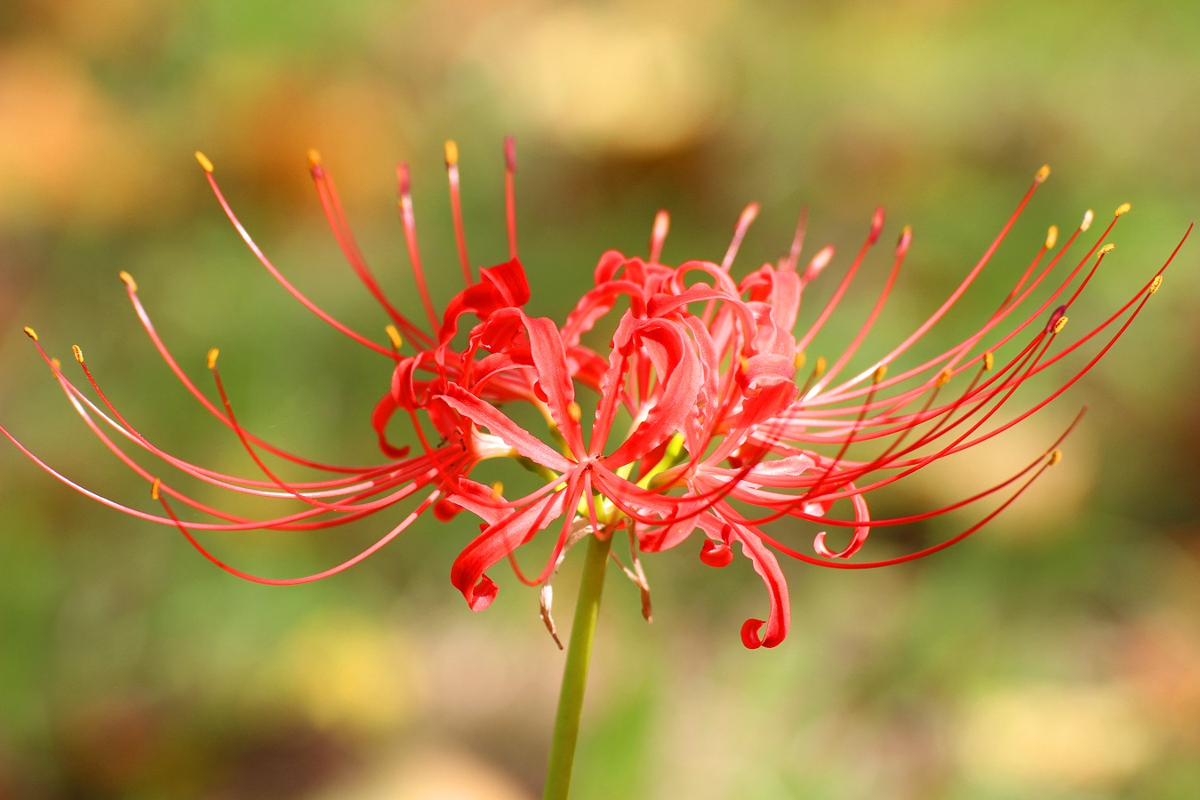 野に咲く彼岸花