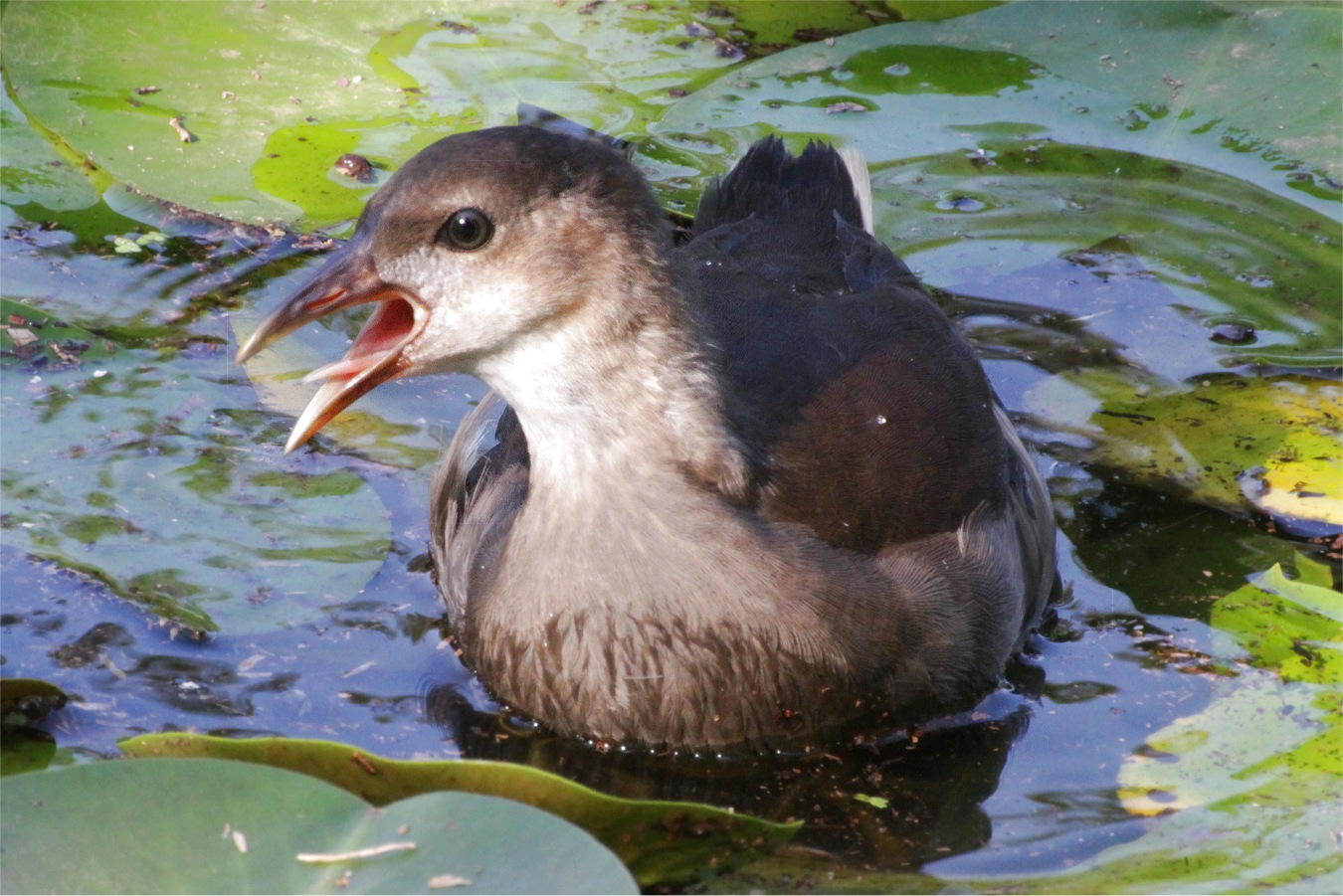 親鳥とはぐれて必死に鳴くバンの幼鳥