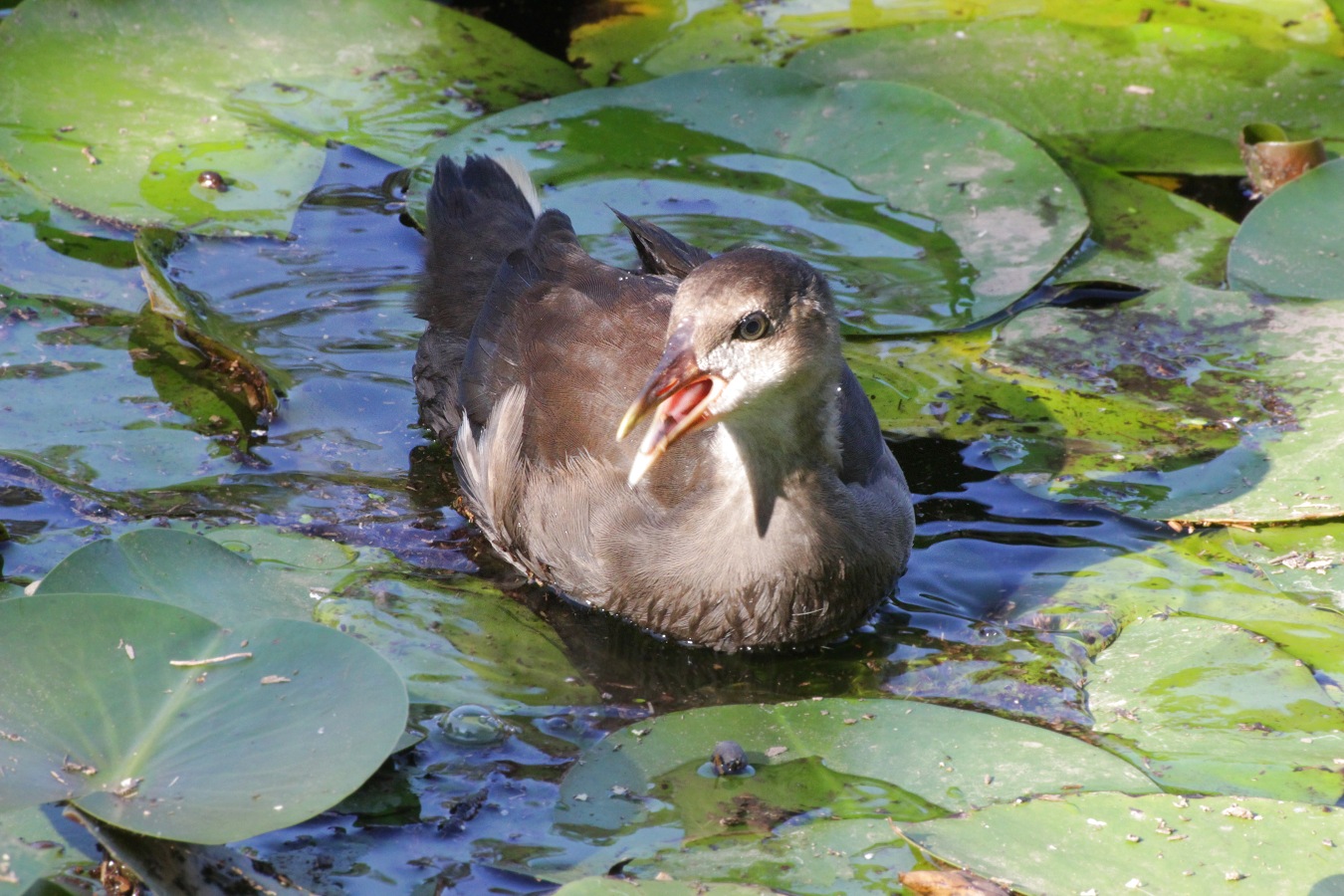 親鳥とはぐれて必死に鳴くバンの幼鳥