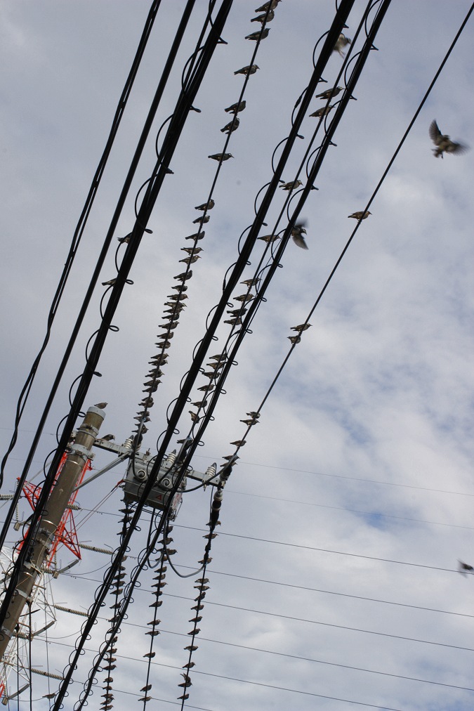 電線にとまるムクドリの群れ