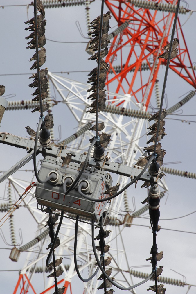 電線にとまるムクドリの群れ