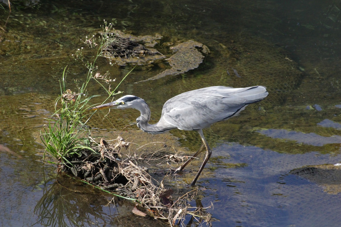 川に立つアオサギ
