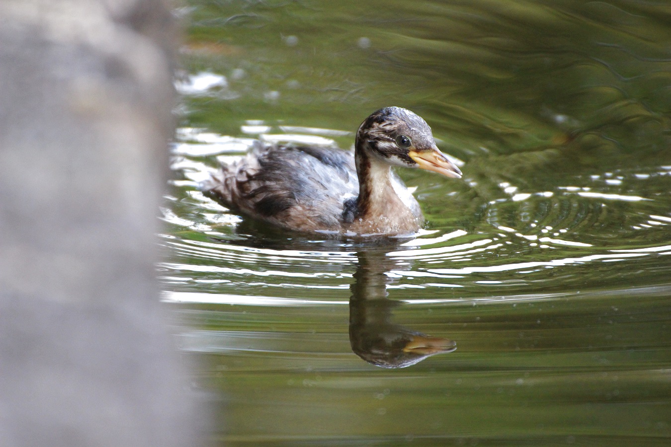 池に浮かぶ水鳥カイツブリのヒナ