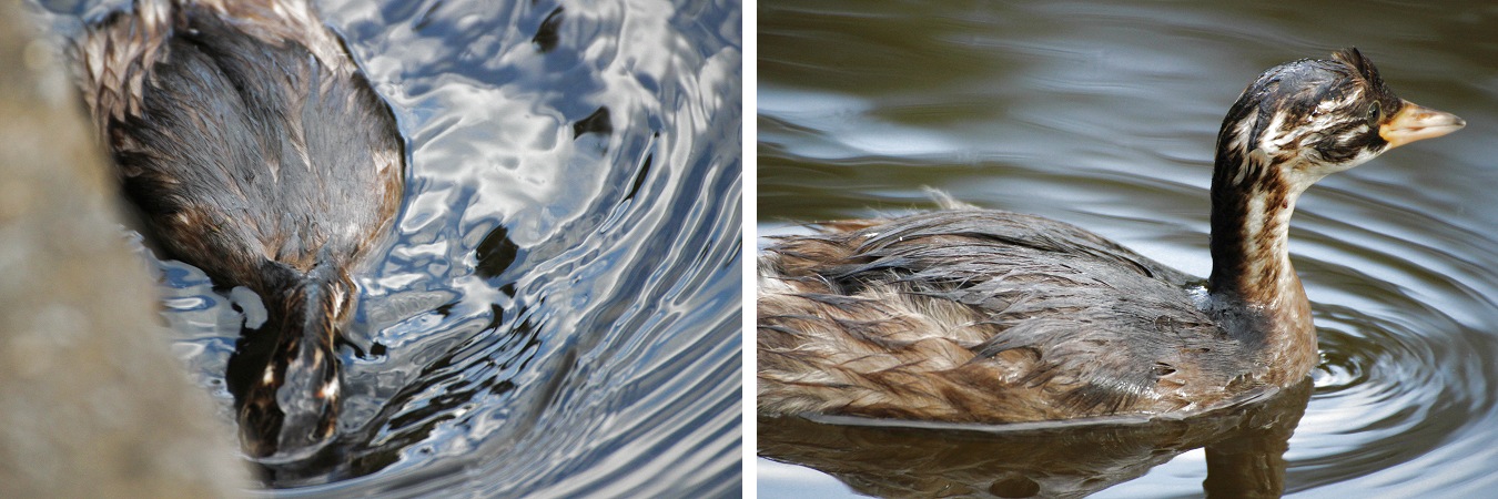 池に潜って採餌するカイツブリのヒナ