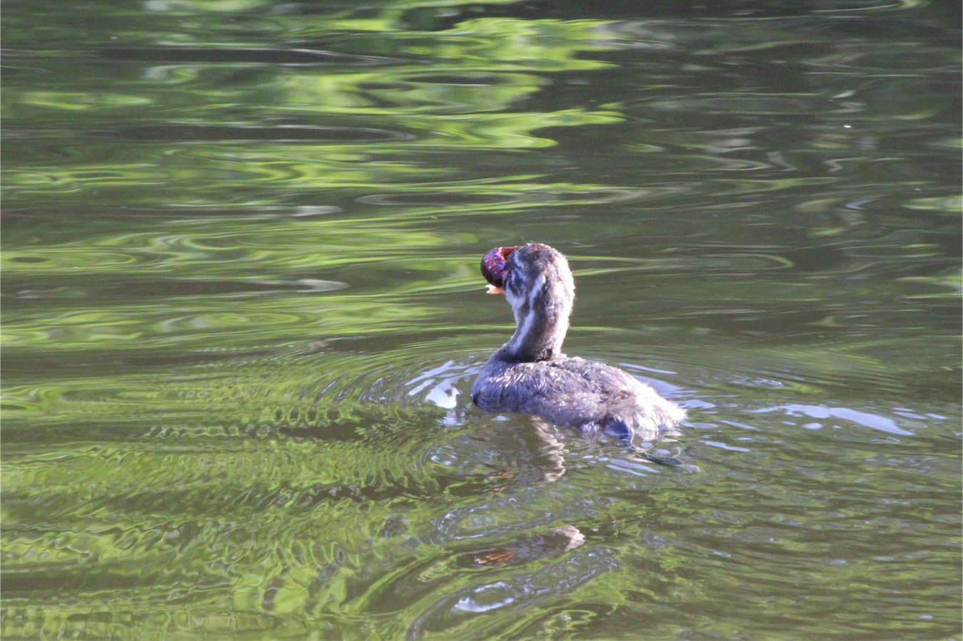 甲殻類を捕食するカイツブリのヒナ