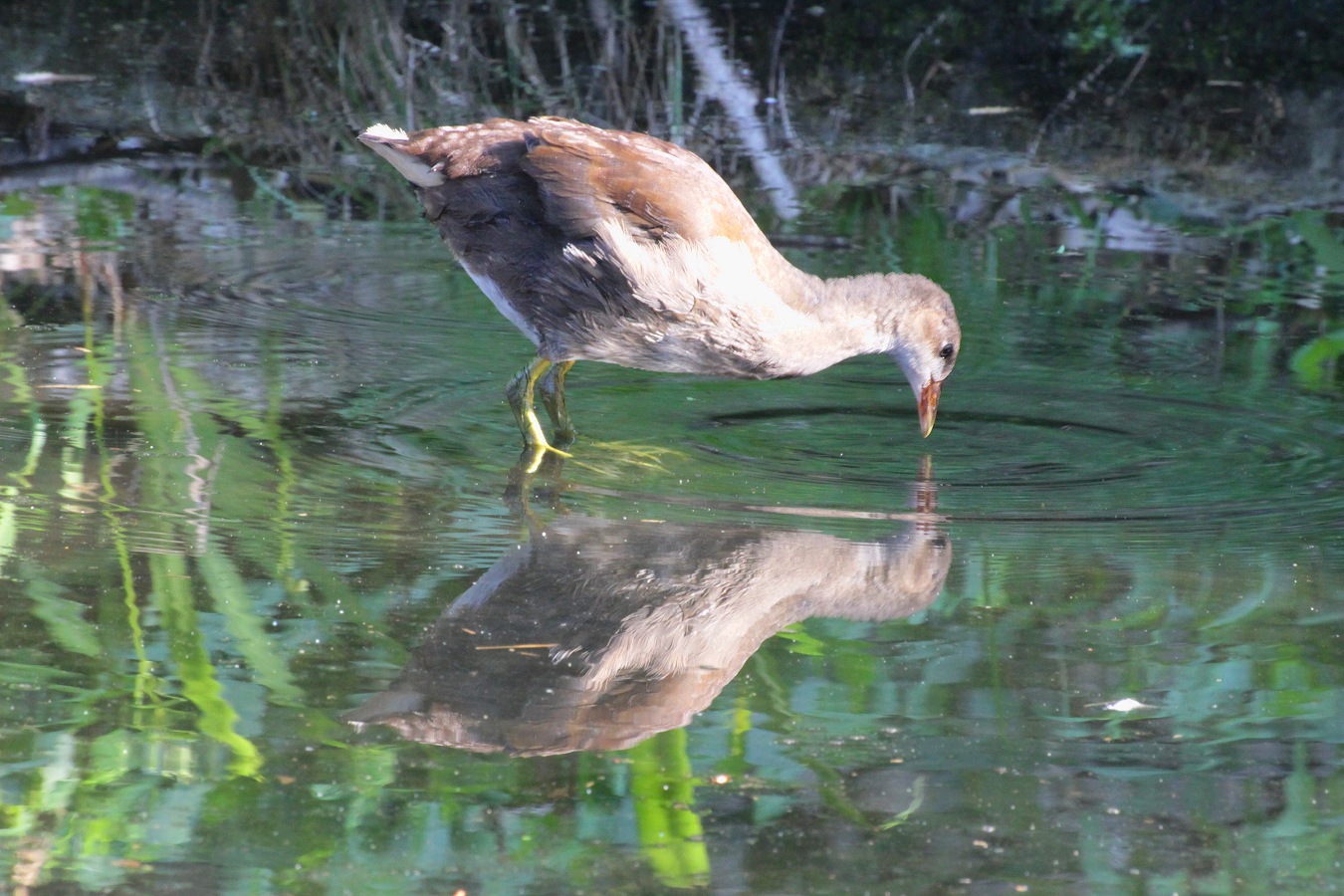 池の水鏡を覗くバンの幼鳥