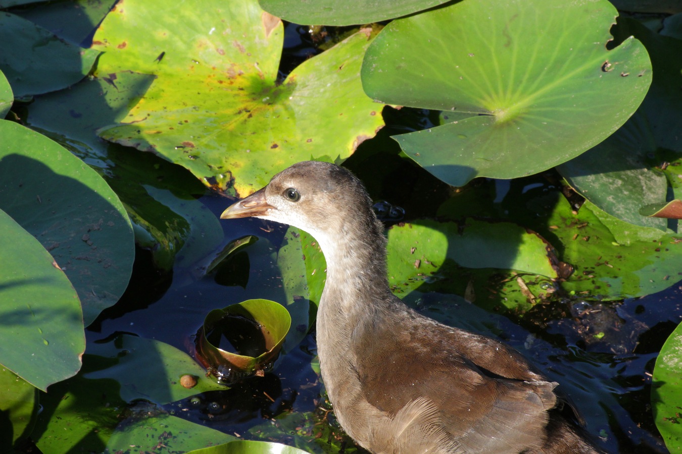 睡蓮の池を浮遊するバンの幼鳥