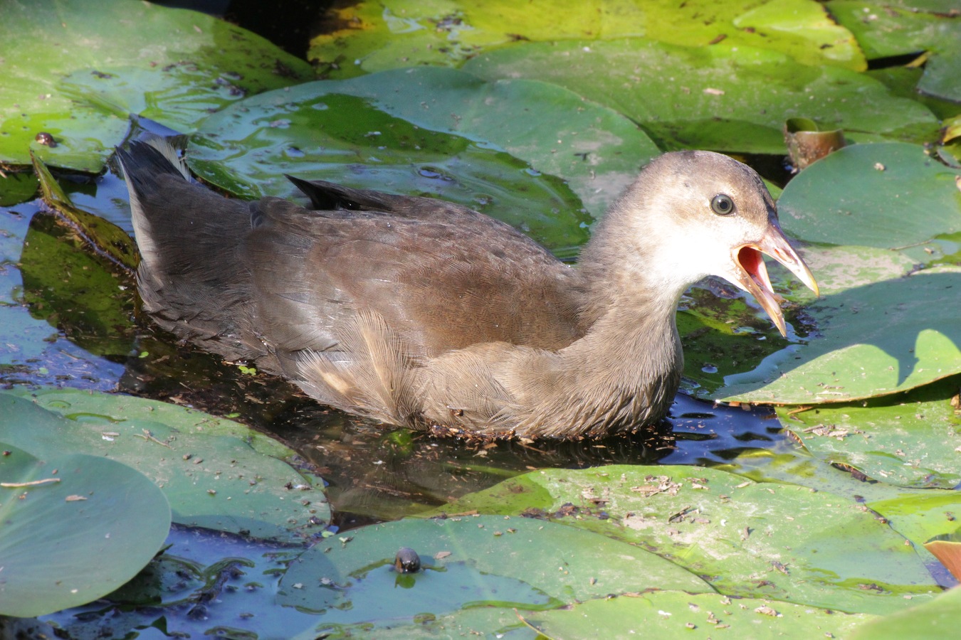 親鳥とはぐれて必死に鳴くバンの幼鳥