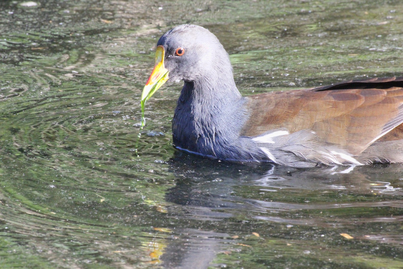 水草を食べるバンの成鳥