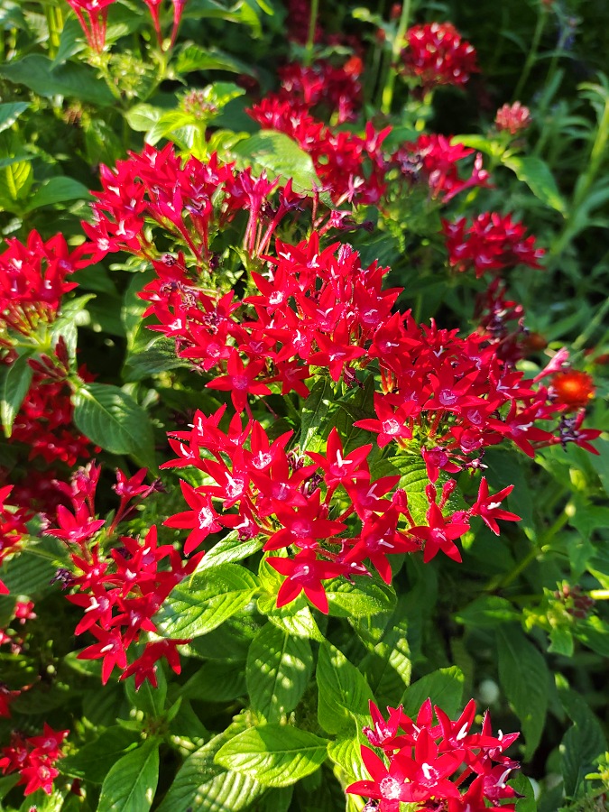 赤いペンタスの花