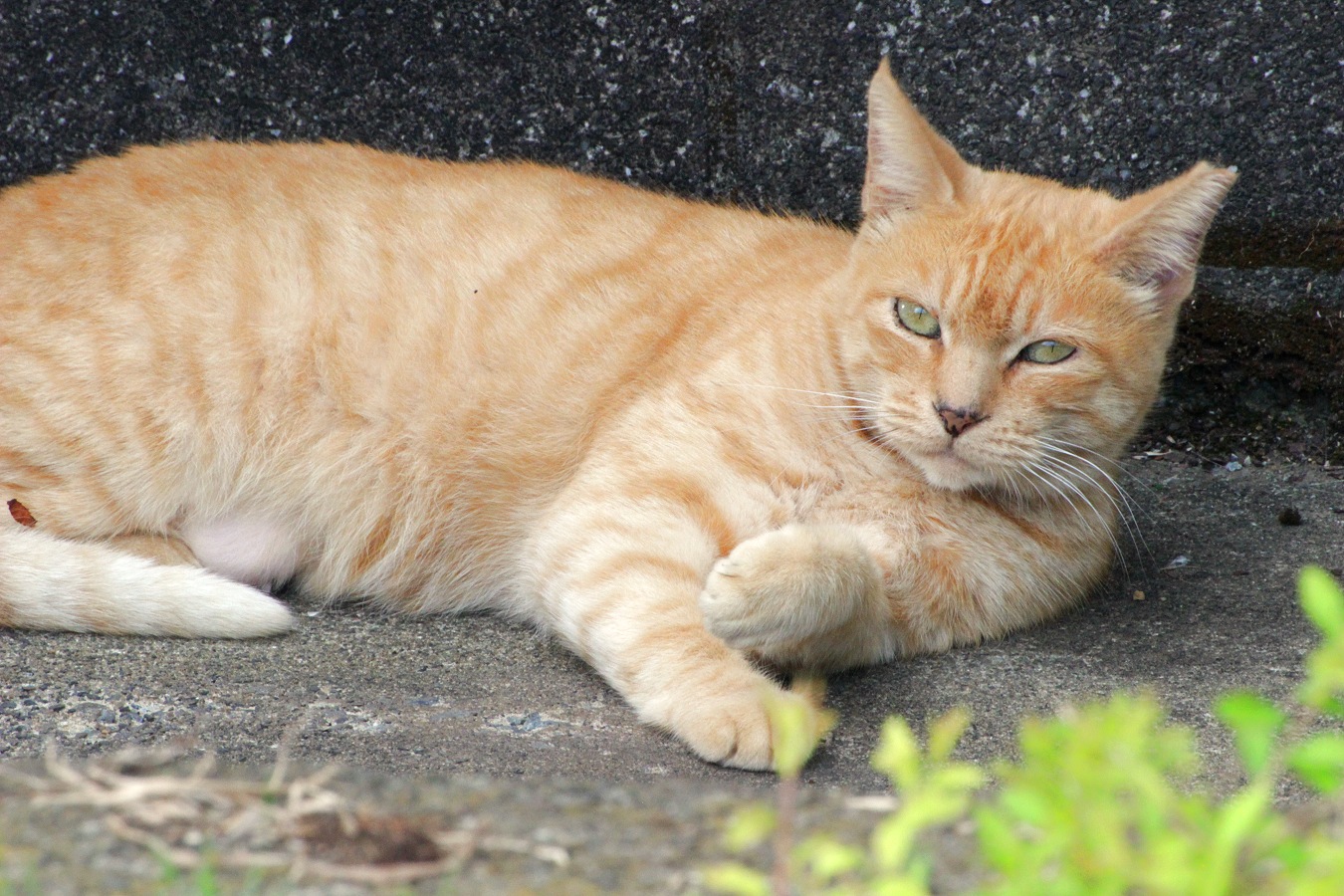 ノラネコの茶トラ猫