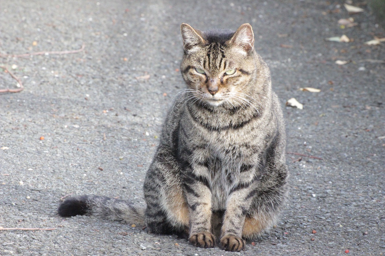 お座りするノラネコのトラ猫