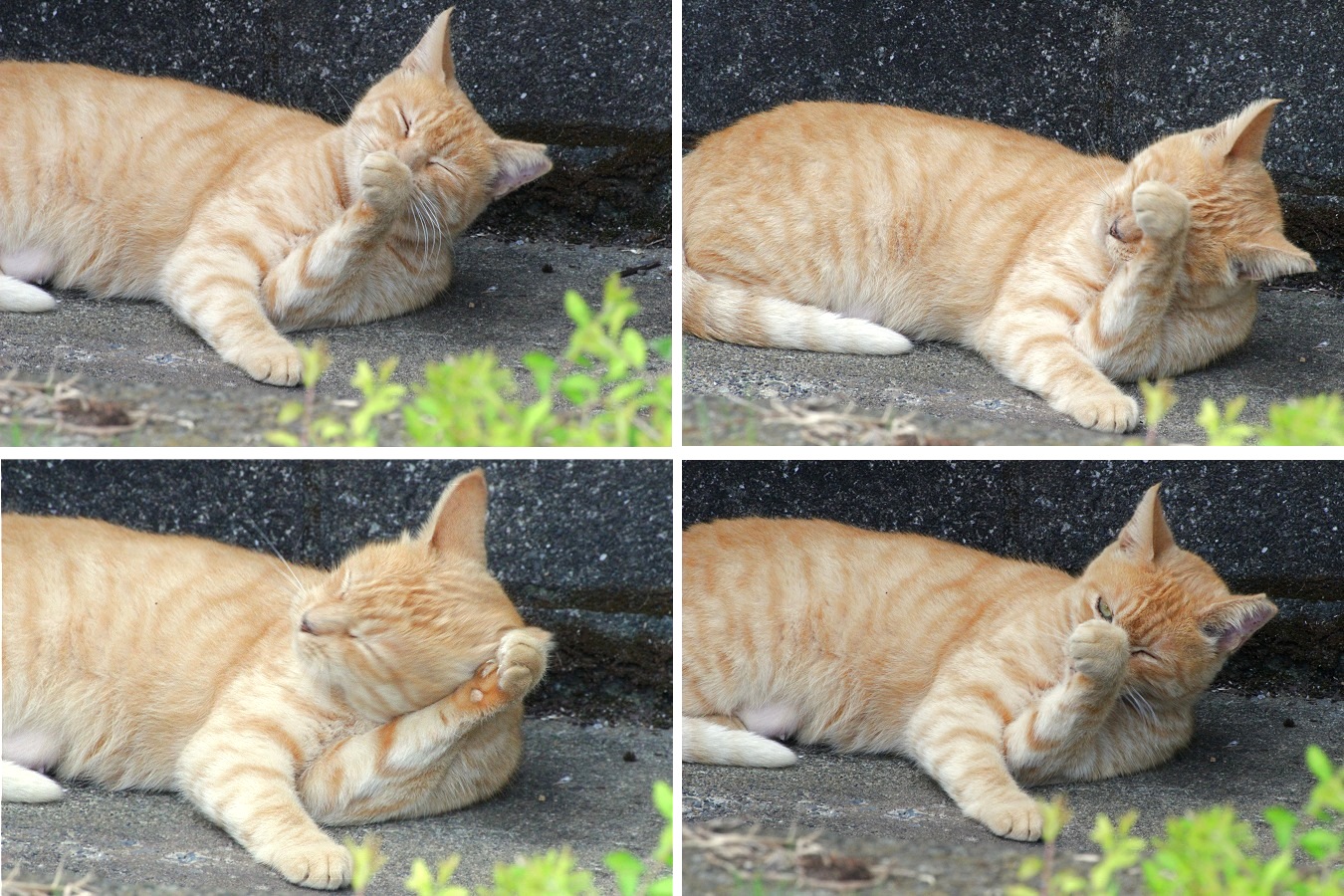 ノラネコの茶トラ猫の毛づくろい