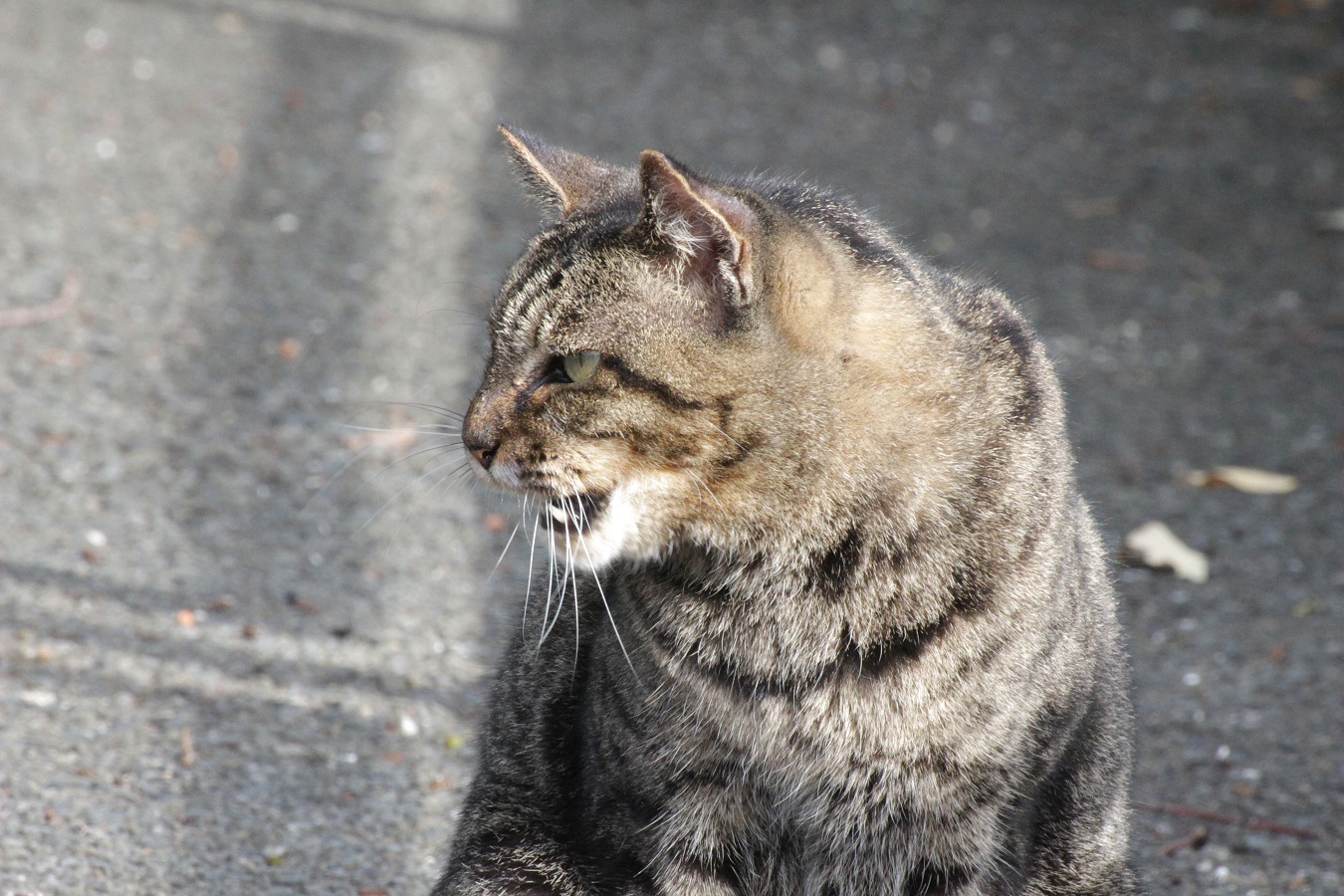 トラ猫の横顔アップ