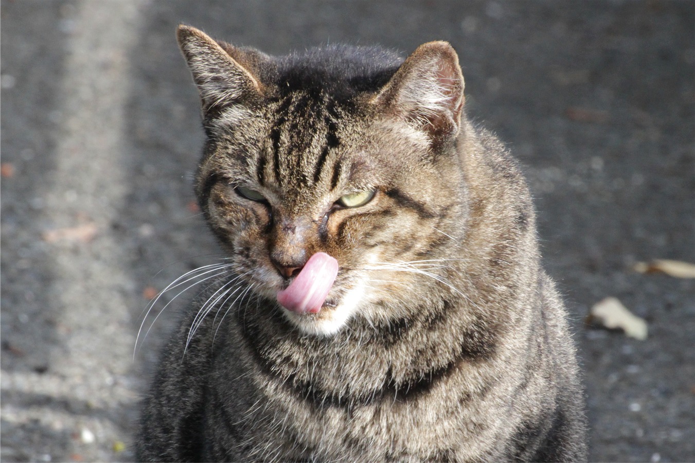 舌なめずりするトラ猫
