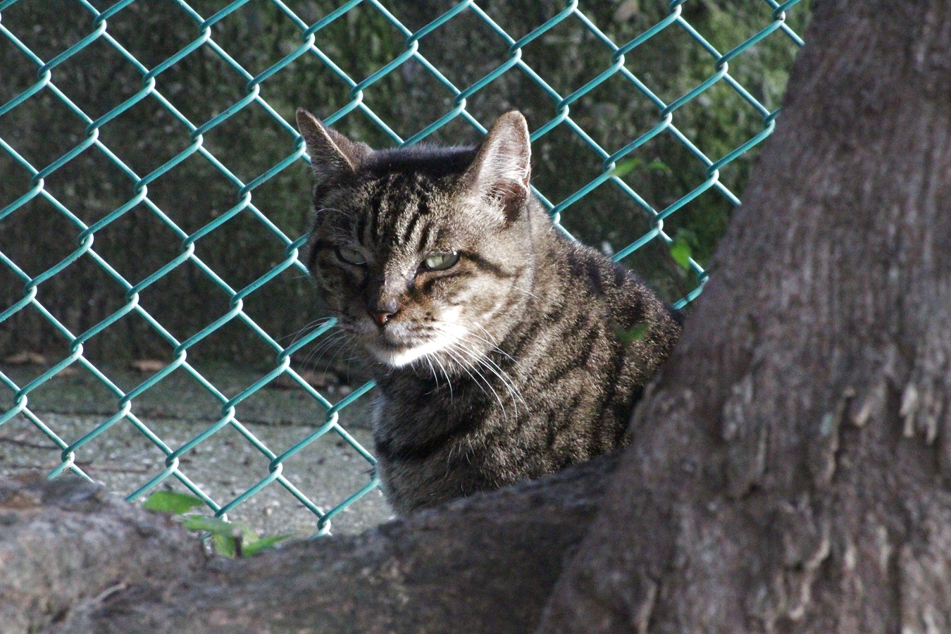 フェンスの前で顔を出すトラ猫