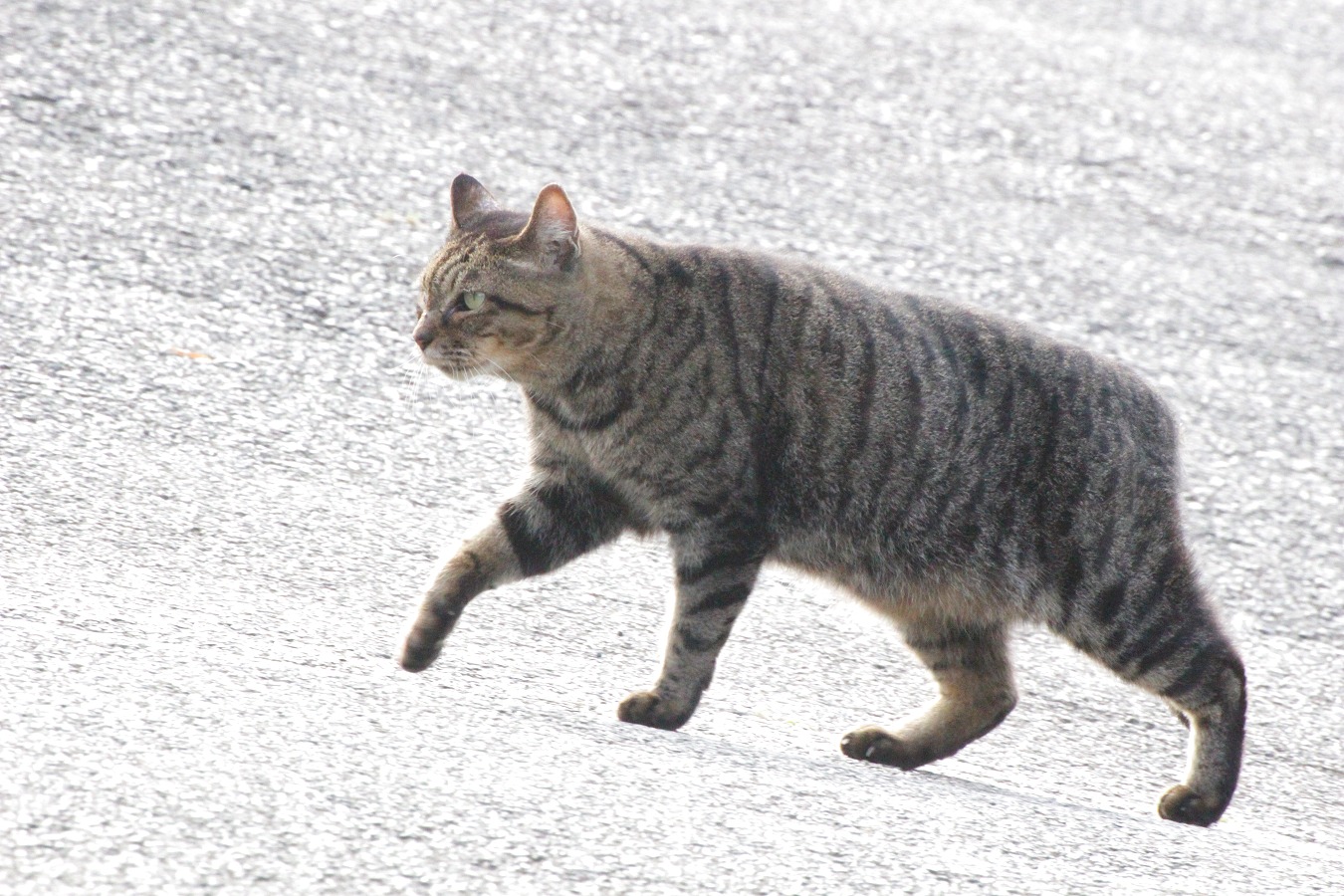 歩くノラネコのトラ猫