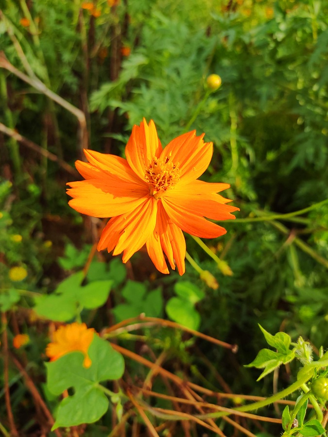 キバナコスモス