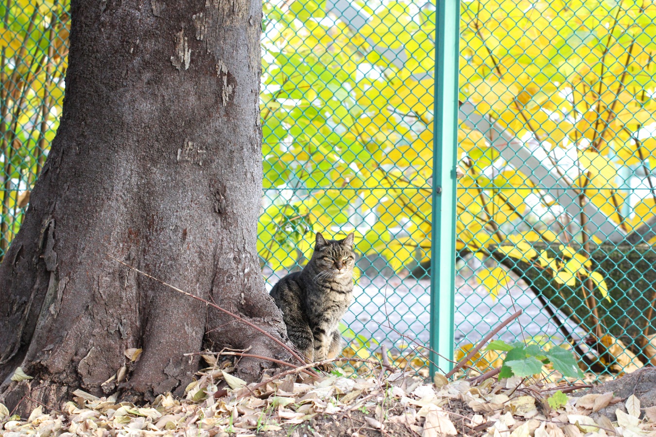 秋の自然風景と野良猫のトラネコ
