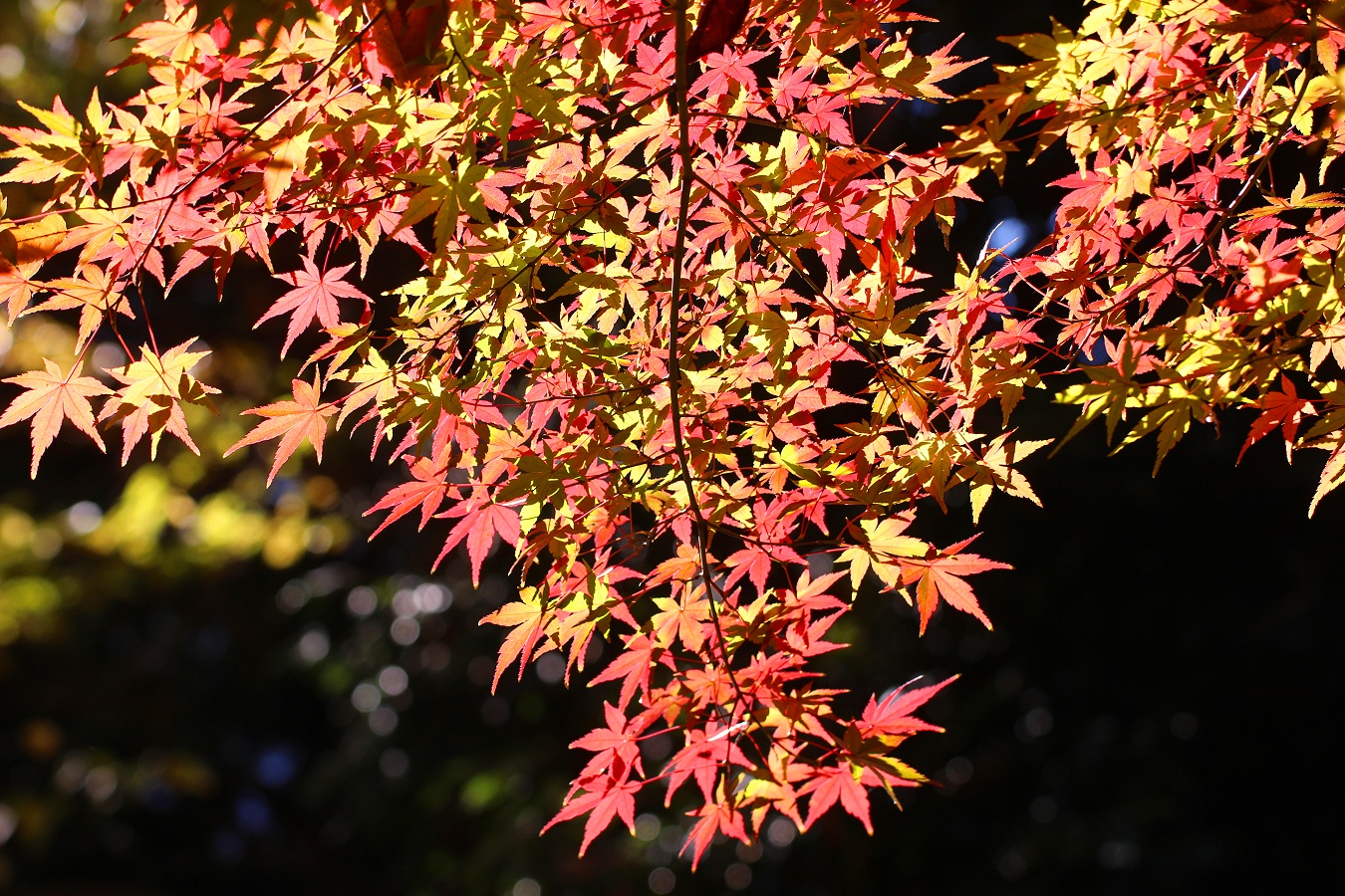 美しい紅葉風景