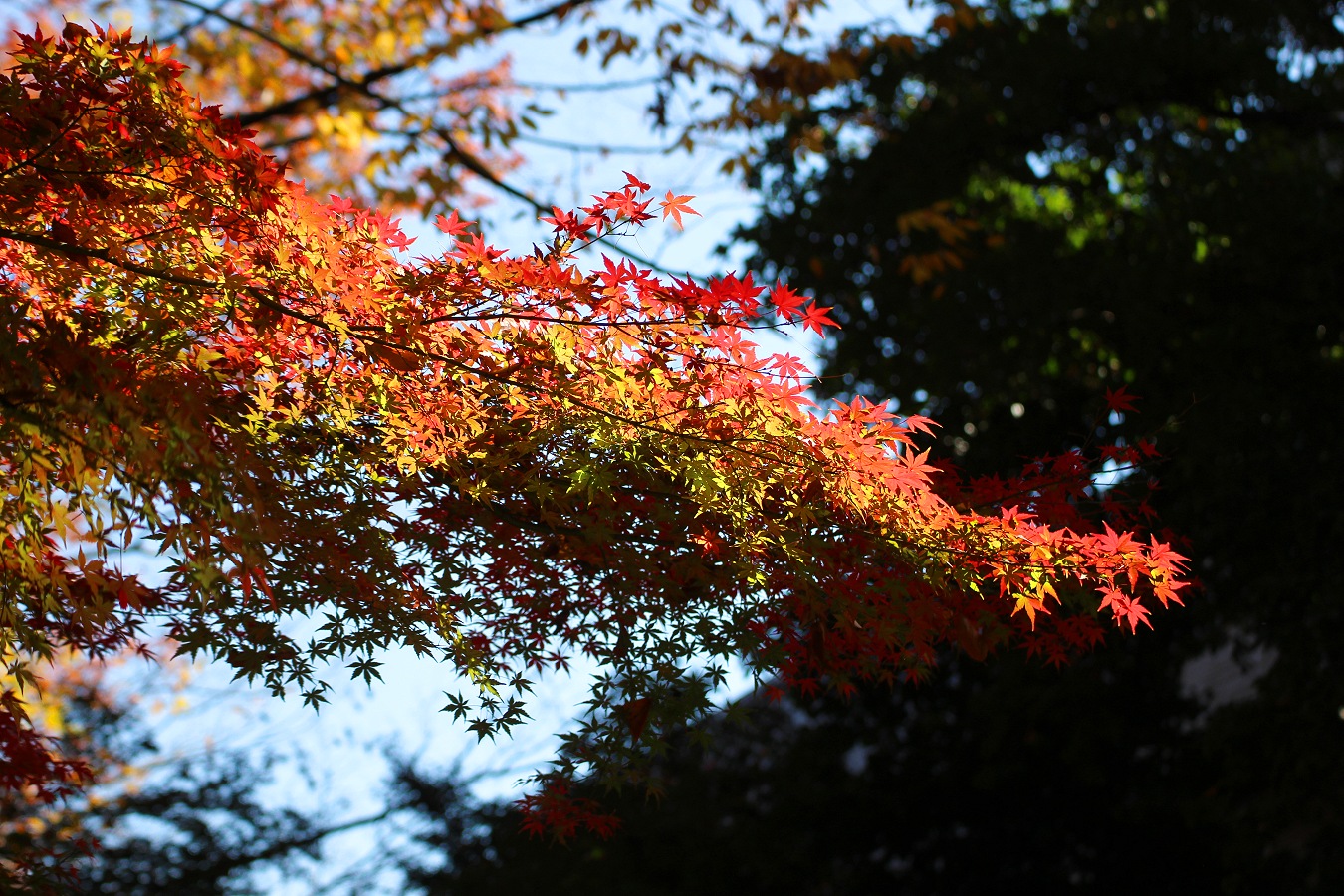 鮮やかな秋の紅葉風景