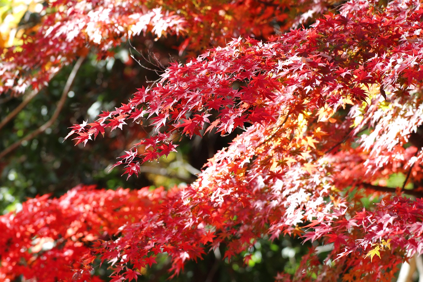 美しい紅葉風景