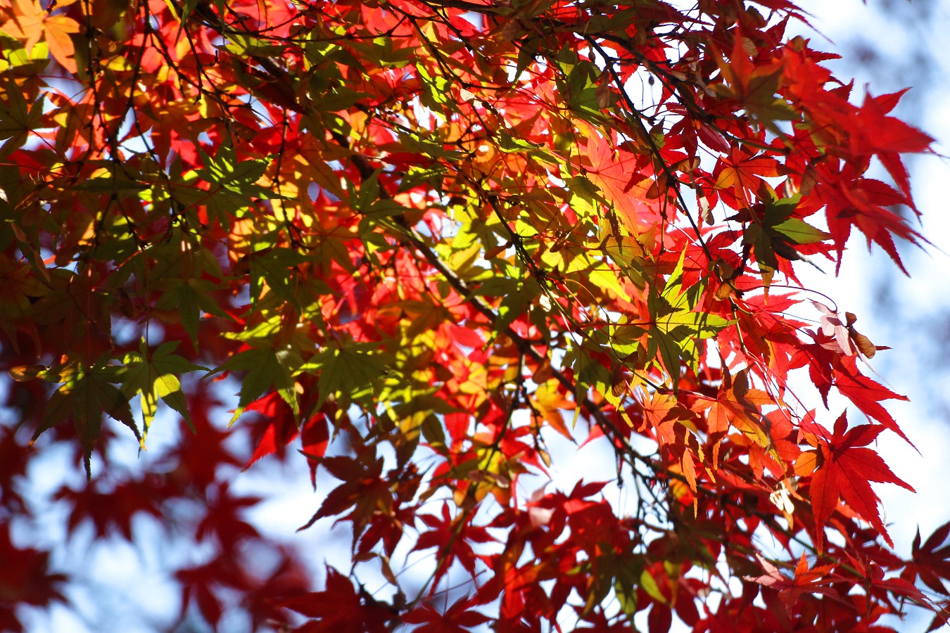 色づき始めた美しい紅葉