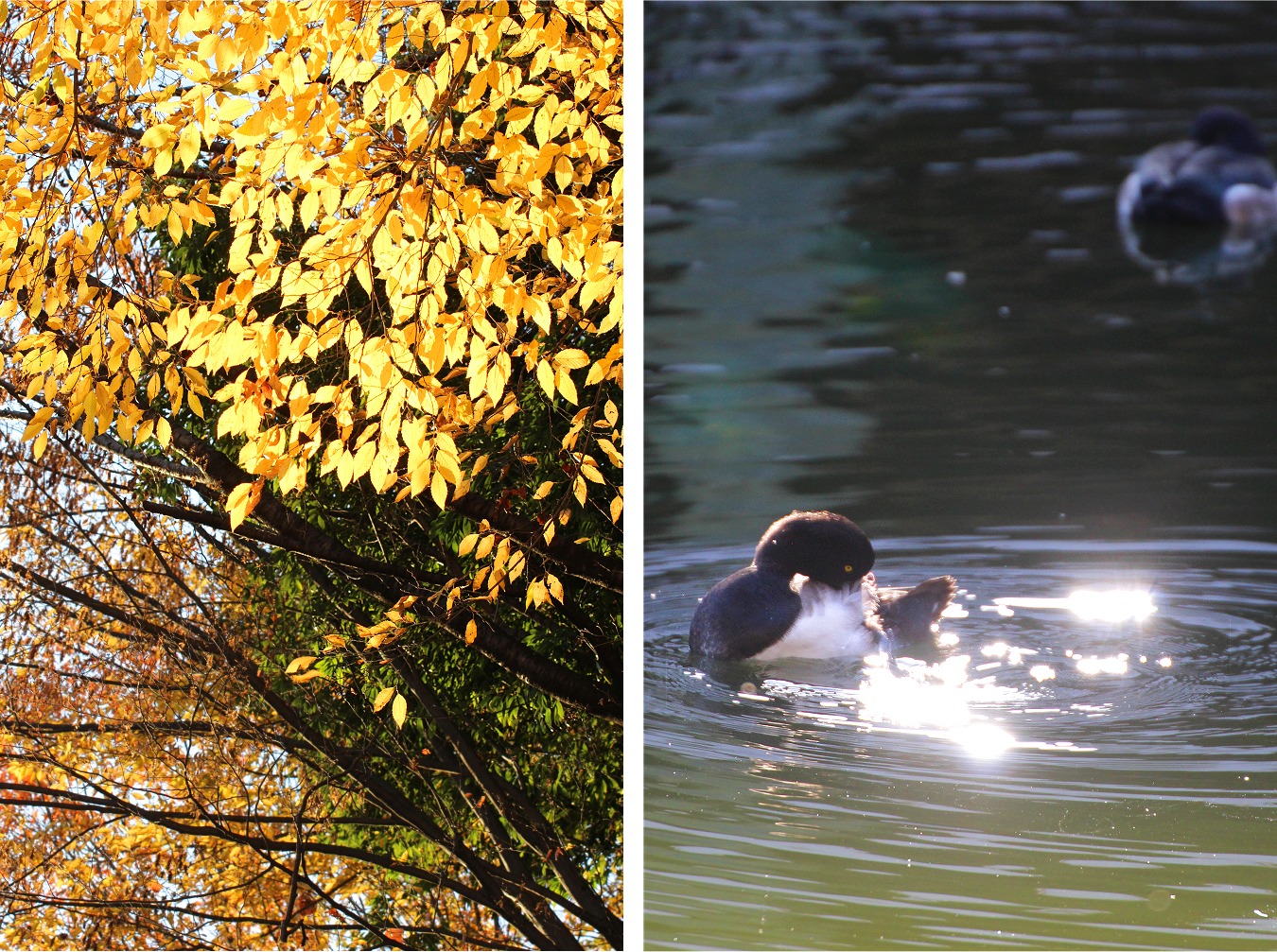 秋のキンクロハジロ