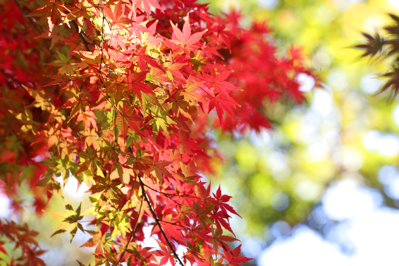 色づき始めた美しい紅葉