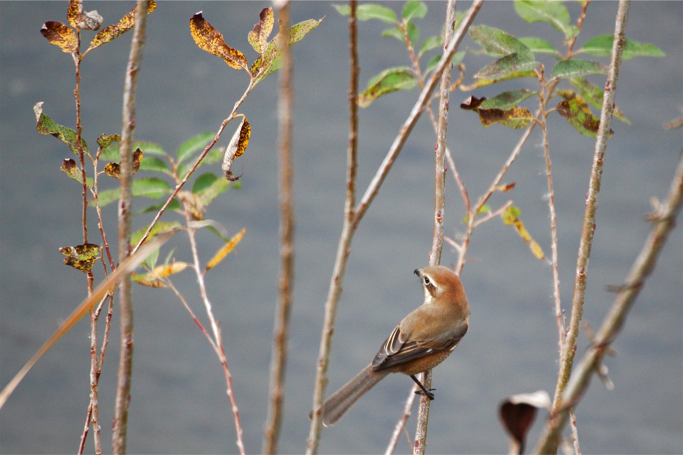 細い蔓にとまる野鳥のモズ