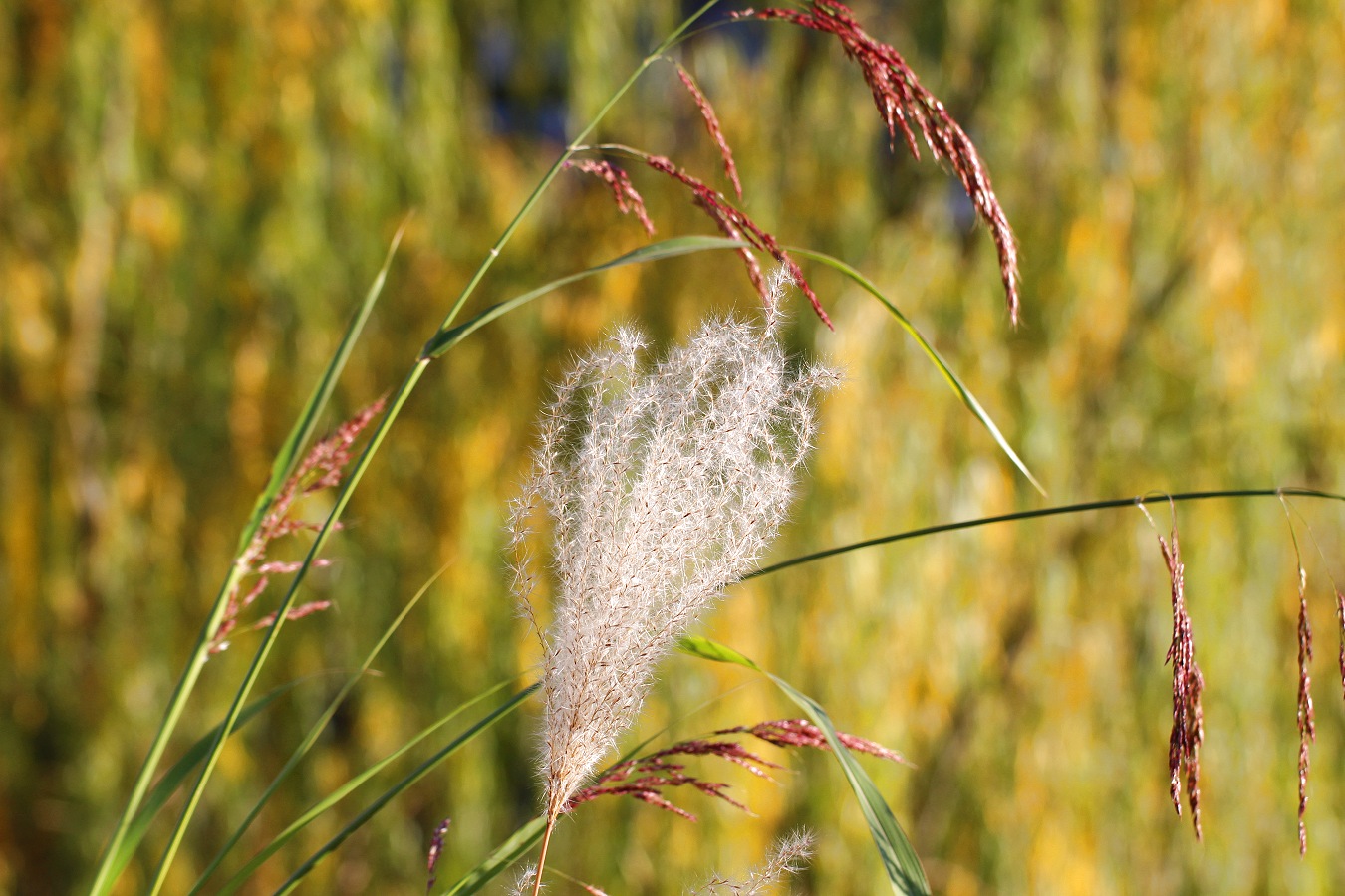 ススキがある秋の自然風景