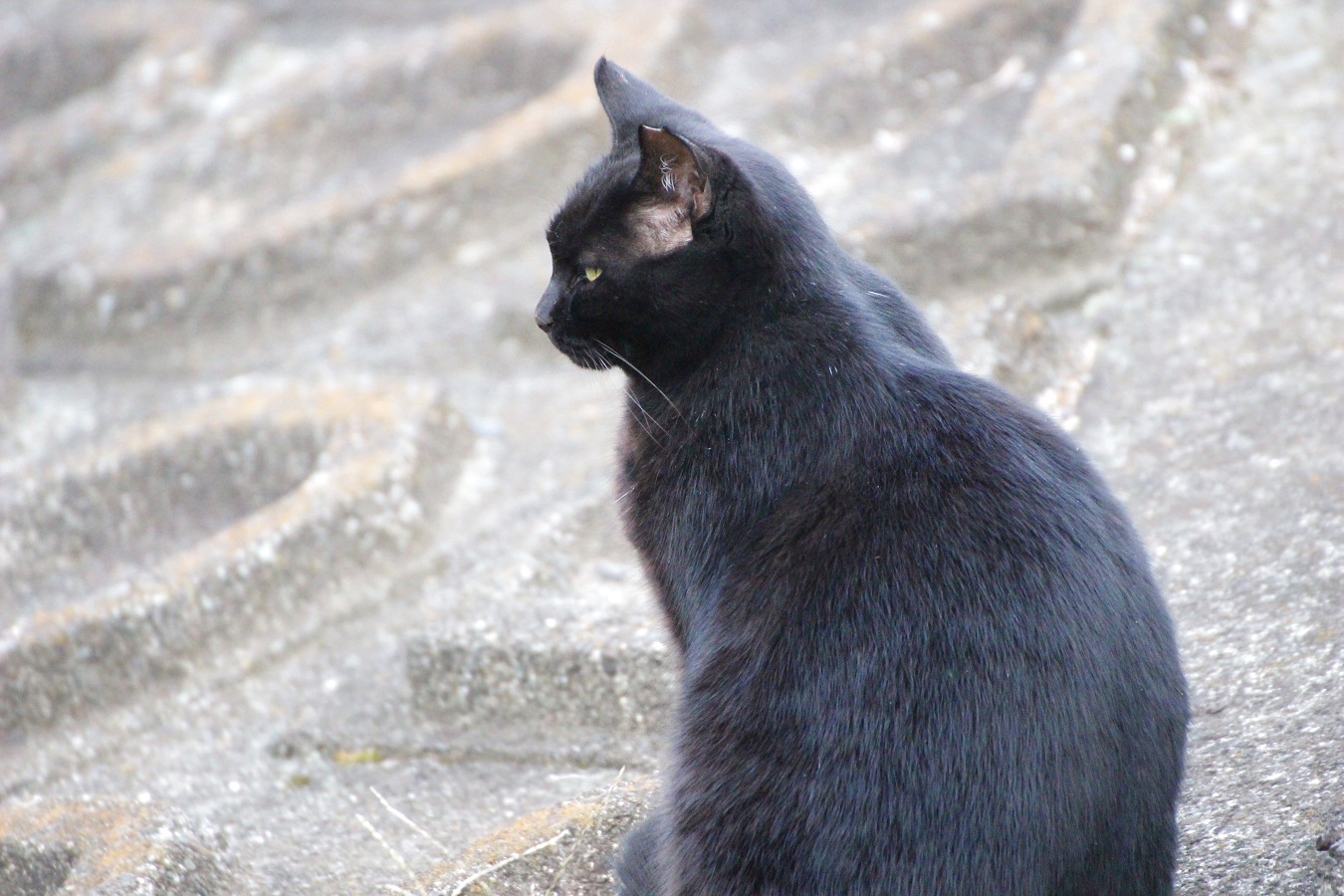 川の護岸壁に座るノラネコの黑猫