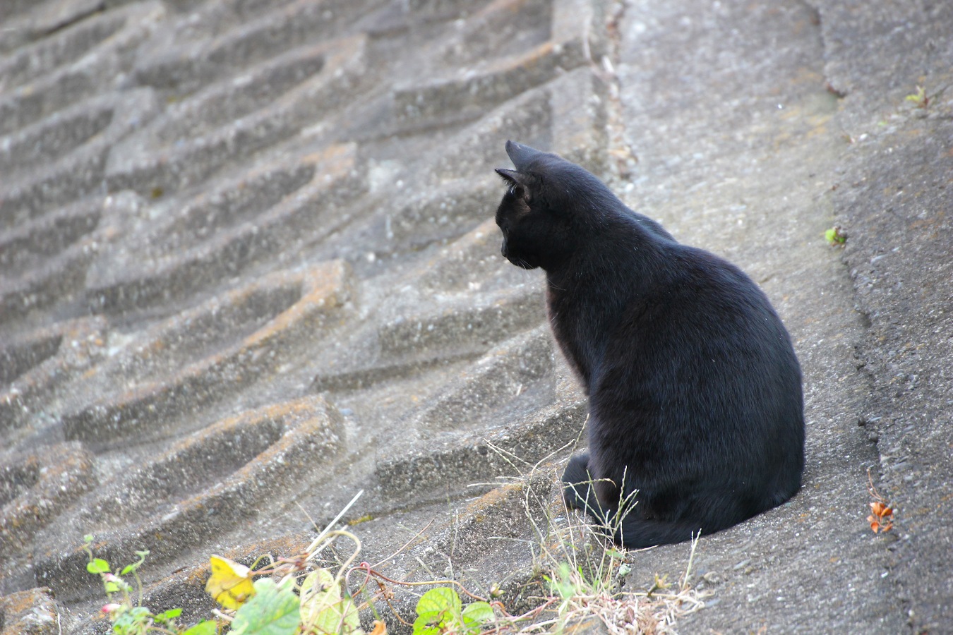 川の護岸壁に座るノラネコの黑猫