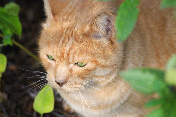 野良猫の茶トラ猫