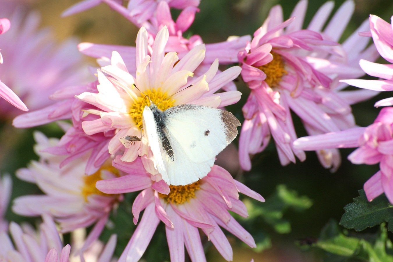 花の蜜を吸うモンシロチョウ