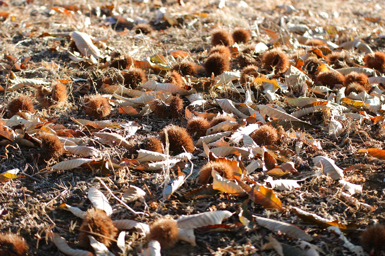 地面に落ちたいがぐり風景