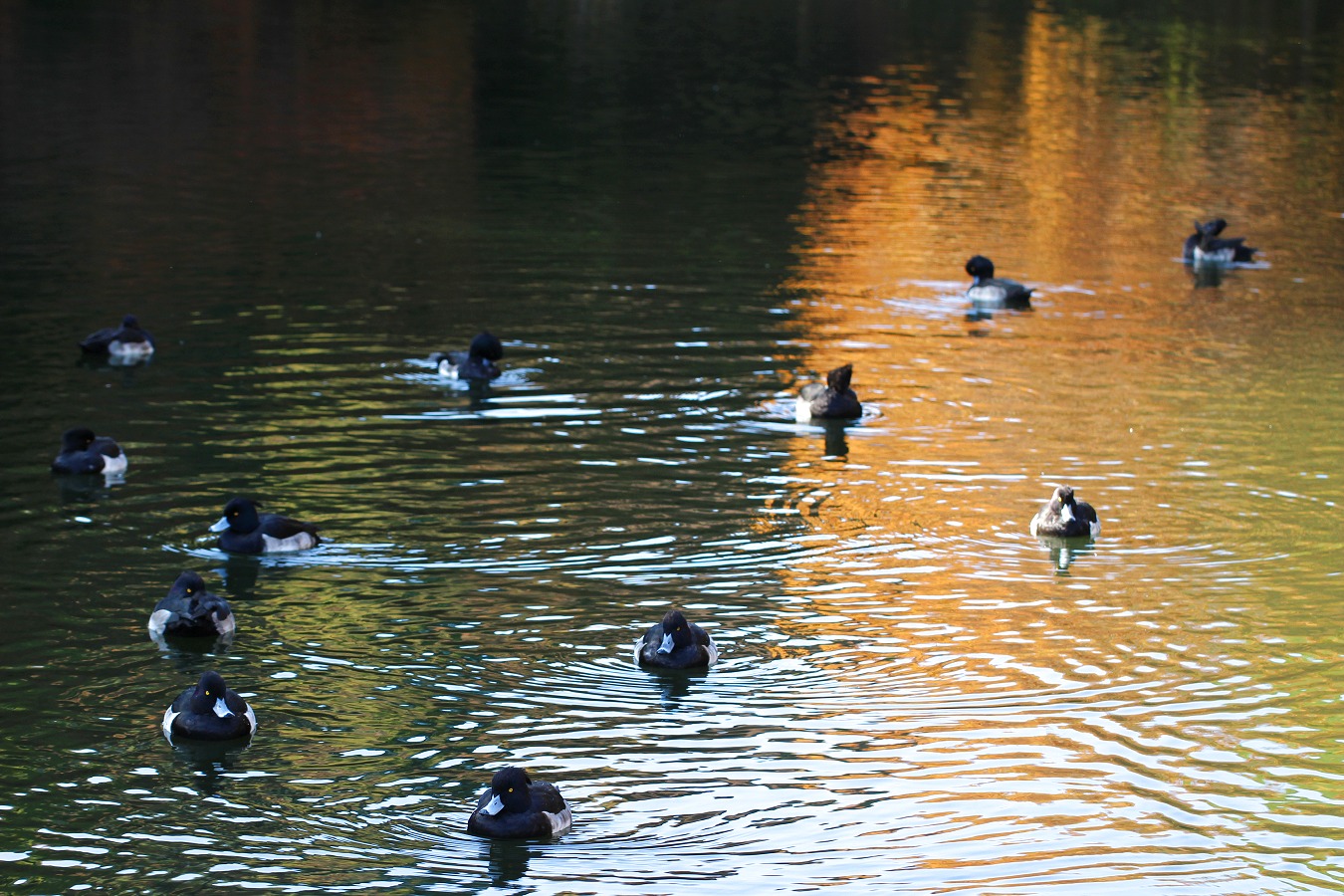 キンクロハジロの群れ