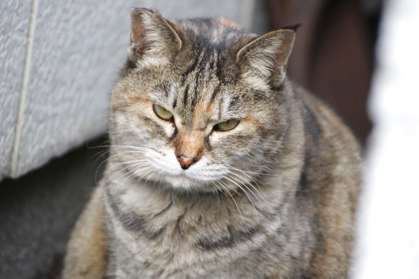 味のあるトラネコの顔アップ