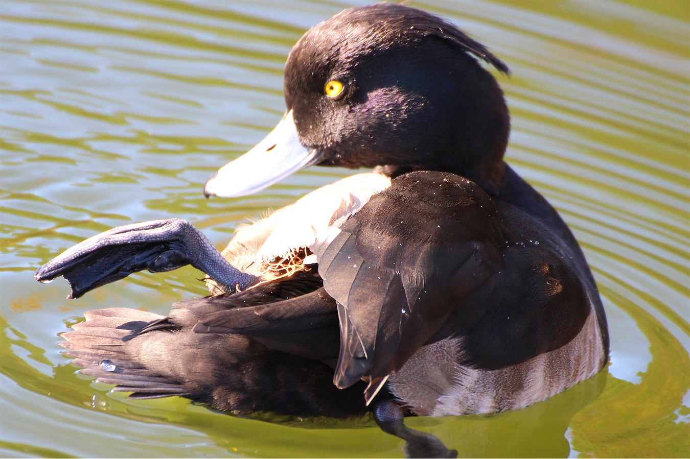 足に絡まった水草を取ろうともがくキンクロハジロのオス