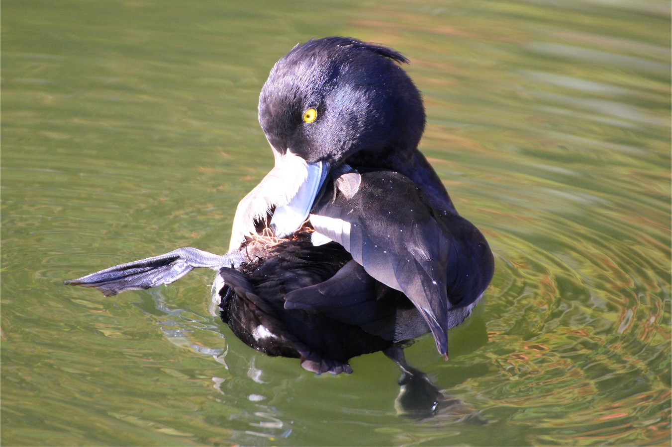 足に絡まった水草を取ろうともがくキンクロハジロのオス