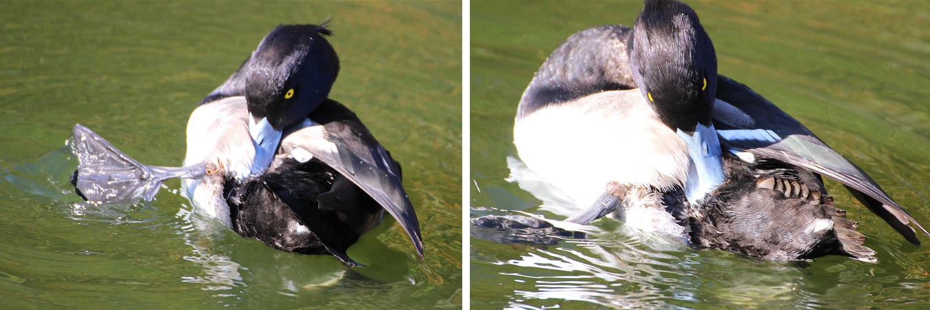 足に絡まった水草を取ろうともがくキンクロハジロのオス