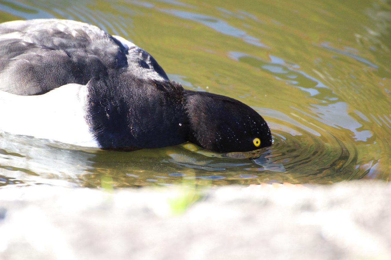 水中に潜り採餌するキンクロハジロ