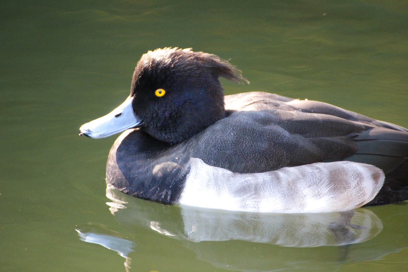 水面に浮いて休むキンクロハジロのオス