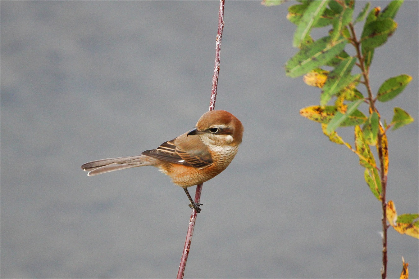 細い蔓にとまる野鳥のモズ