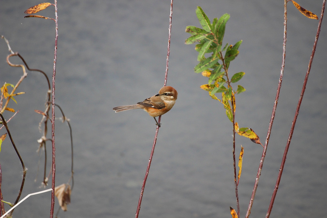 細い蔓にとまる野鳥のモズ