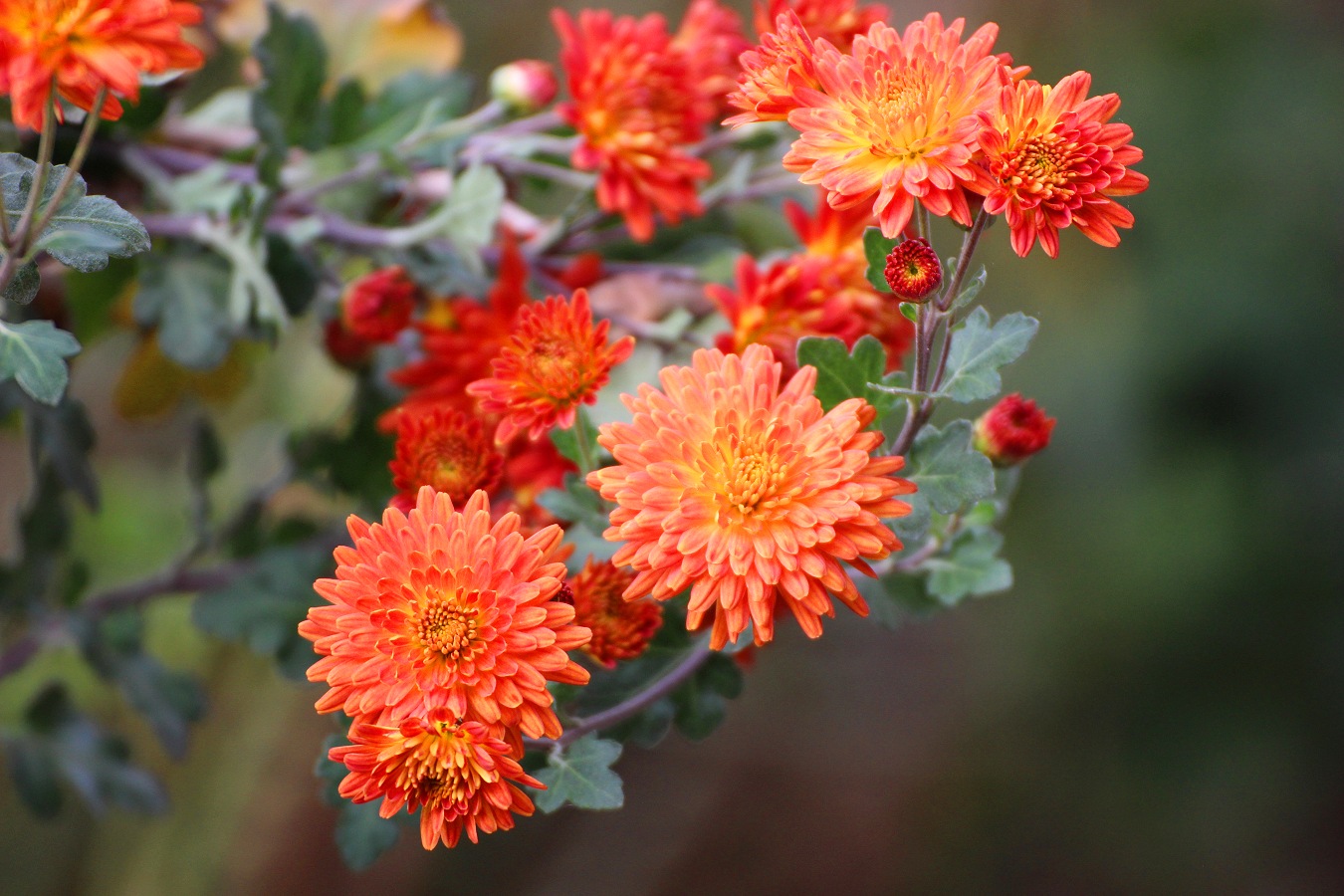オレンジ色の小菊の花