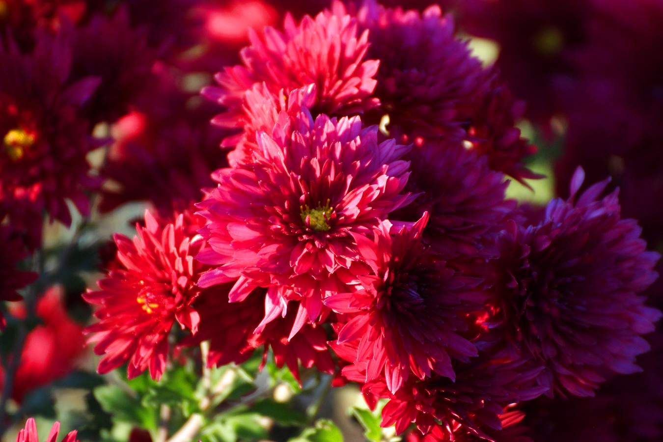 紫色の菊花マム